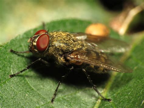 it is a large buzzing fly|Cluster flies: Noisy but harmless .